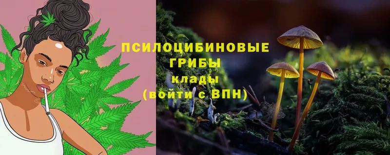 Галлюциногенные грибы Psilocybe  Похвистнево 